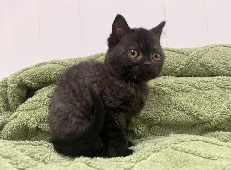 British Shorthair kittens