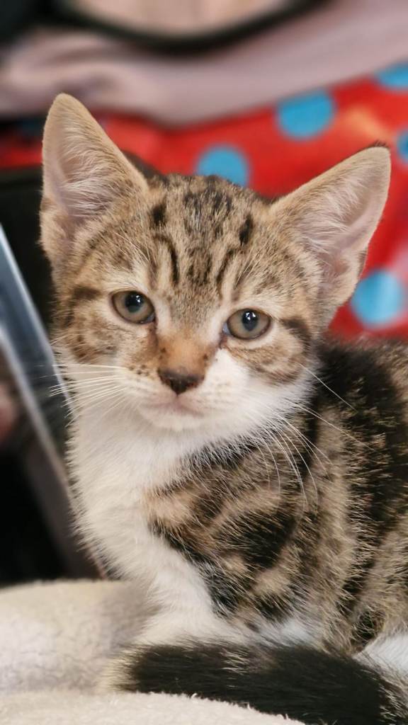 Beautiful kittens for sale,  looking for a new home