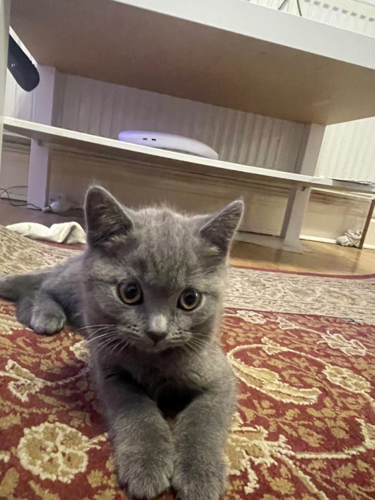 British shorthair kitten 