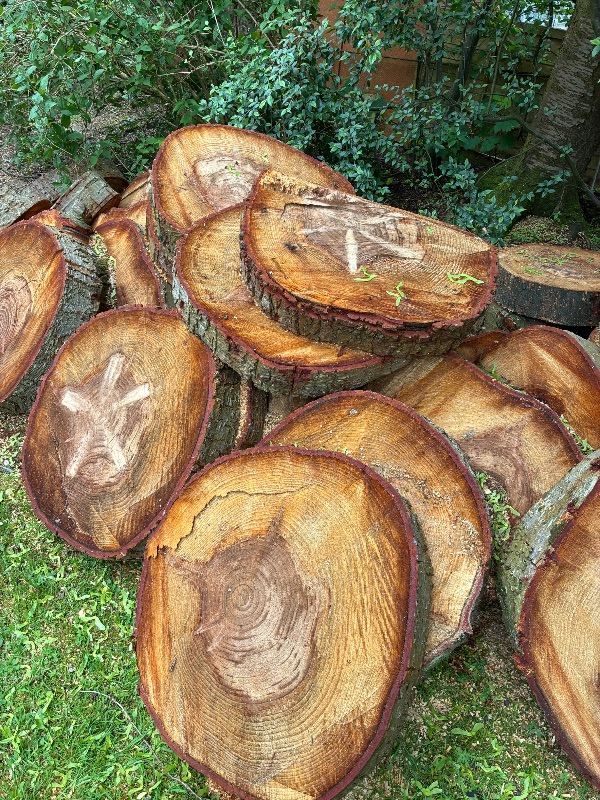 Tree logs for sale