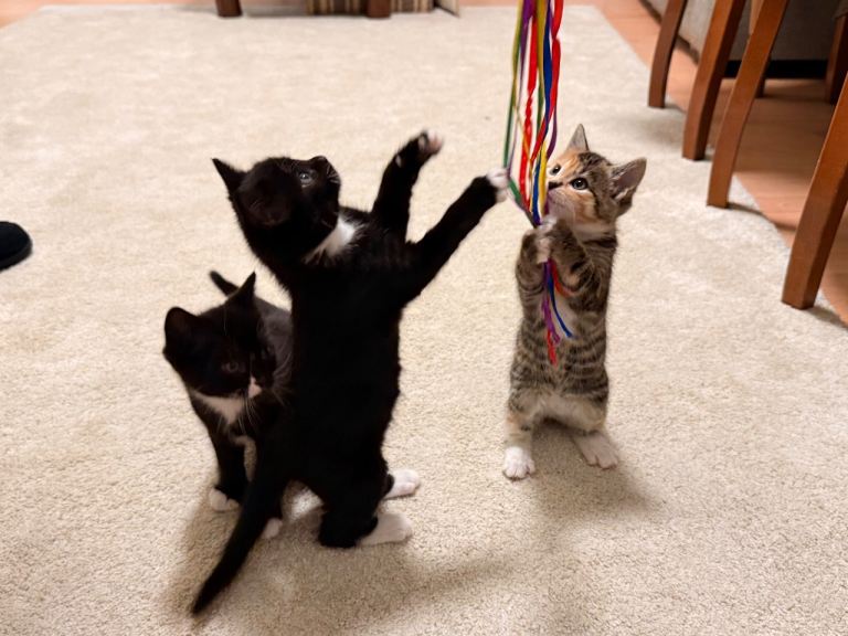 Adorable Mixed Breed Kittens – Ready 10th March