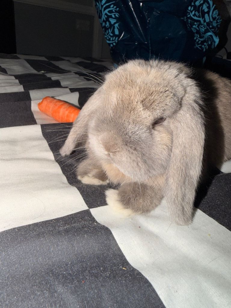 Mini lop rabbit 