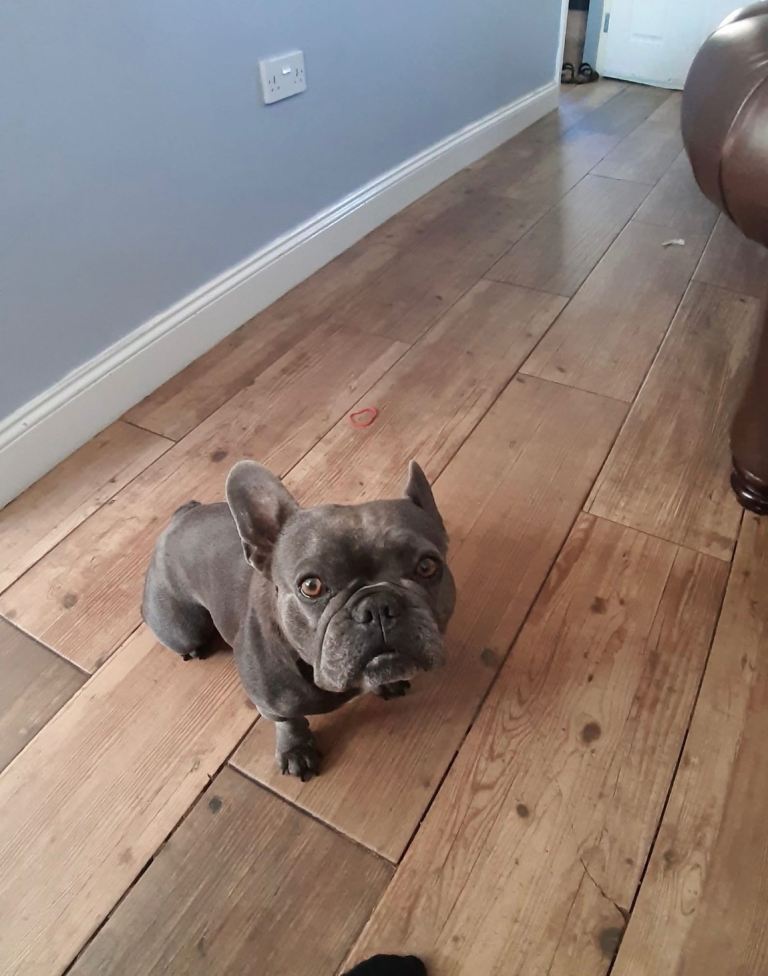 French bulldog