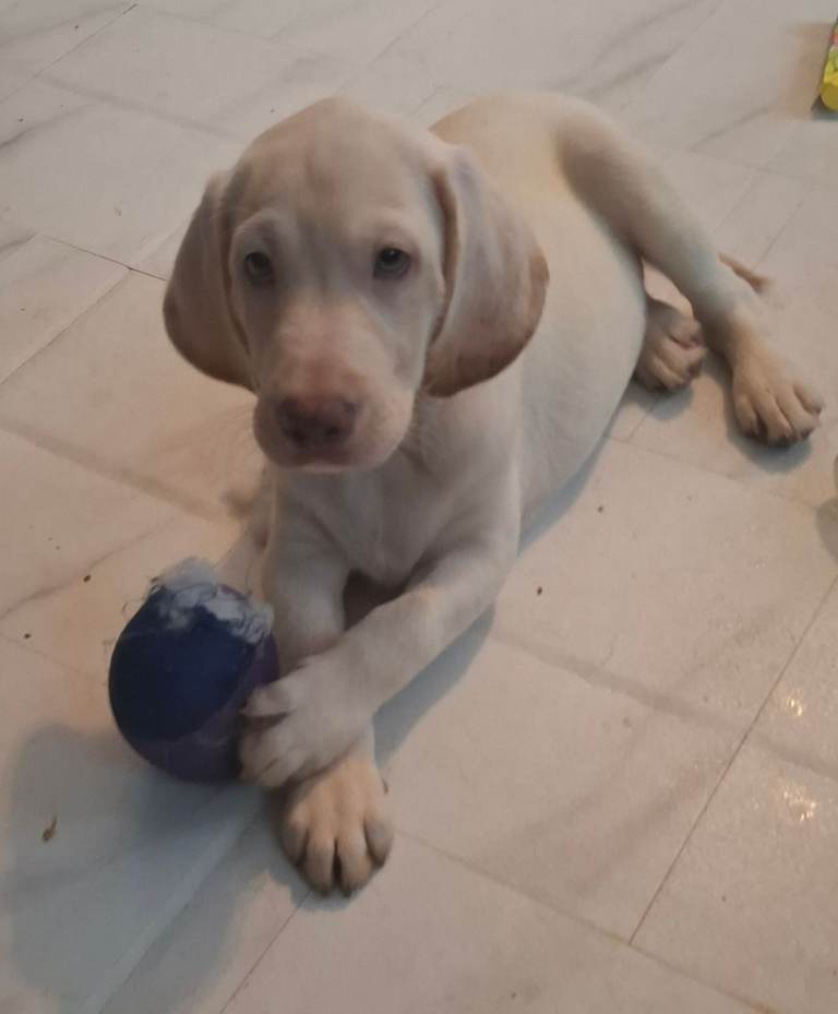 1 whute boy left standard labradoodle puppy for sale 