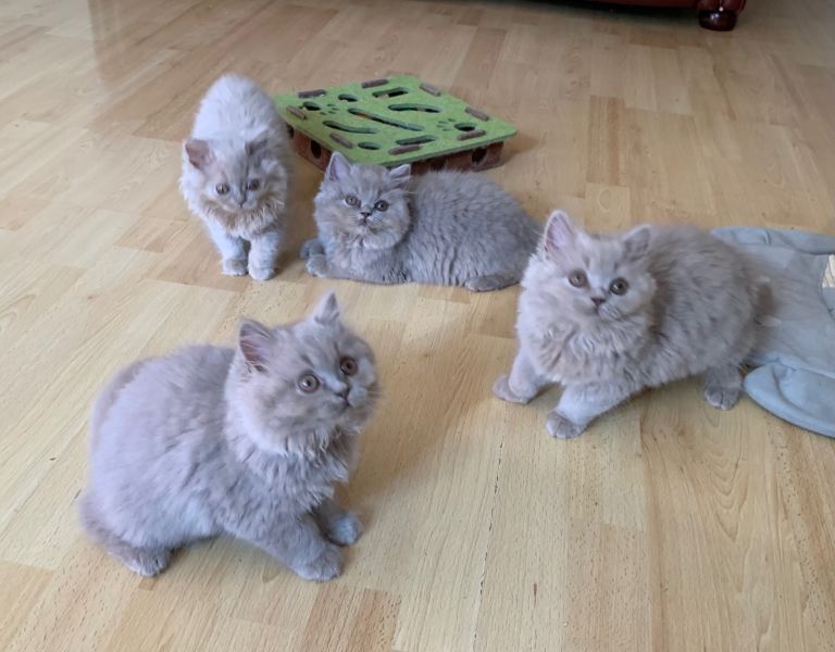 GCCF registered British long hair kittens 