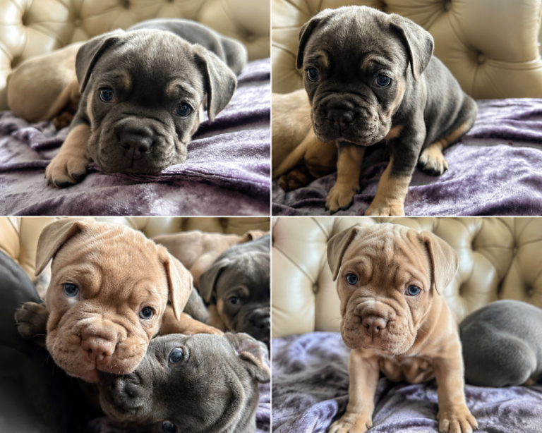 Puppy
