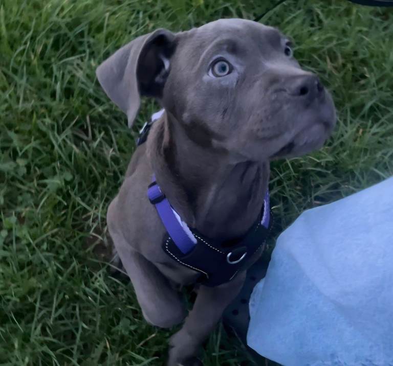 Blue Cane Corso Puppy (female)