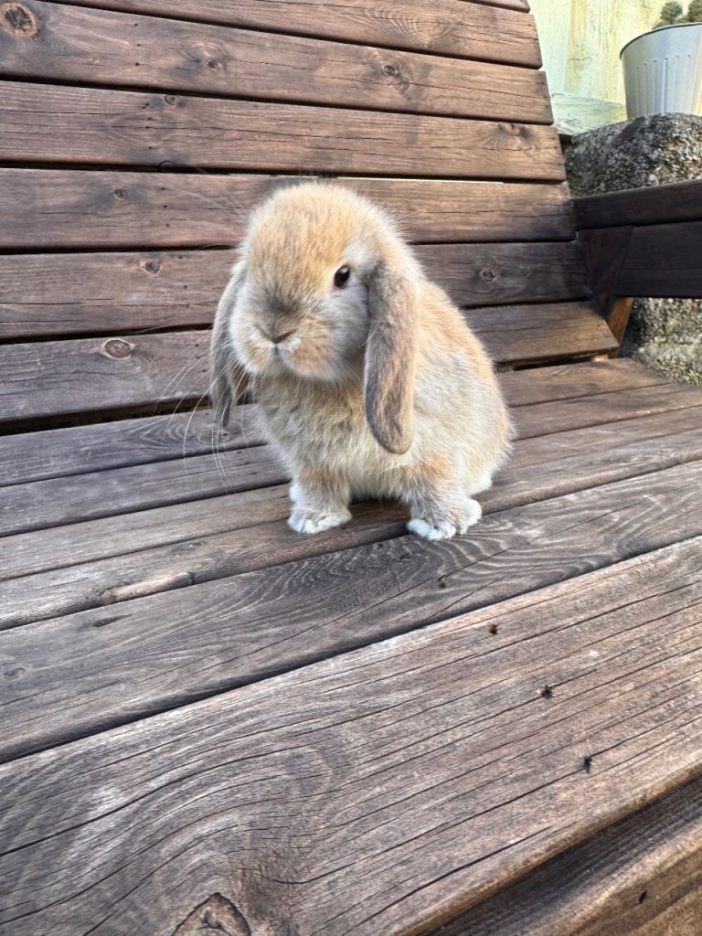 Mini lops