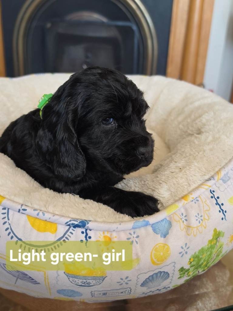  Beautiful show type cocker spaniel puppies 