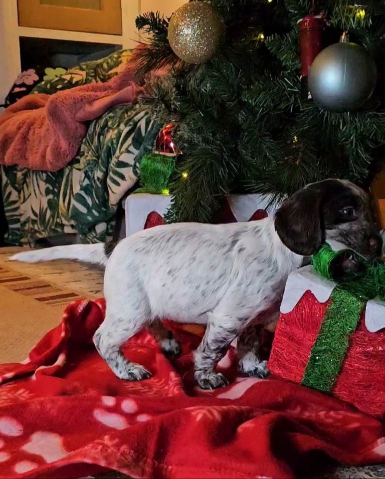 Cocker spaniel puppy 