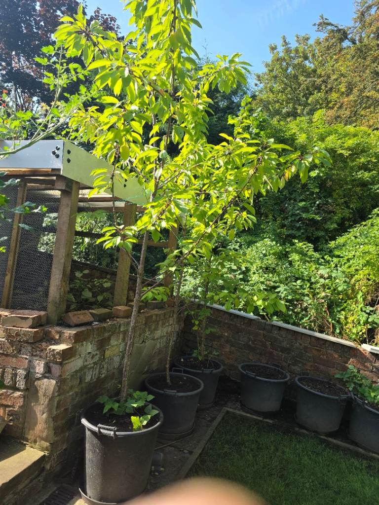 FRUIT PLANTS