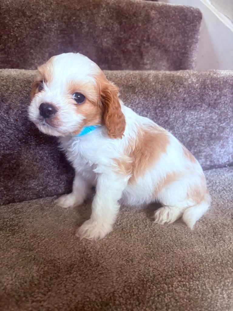 Stunning Cavapoos F1 READY NOW 