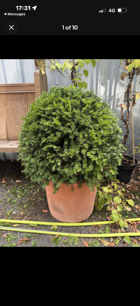 Huge selection of topiary yew trees and more , 