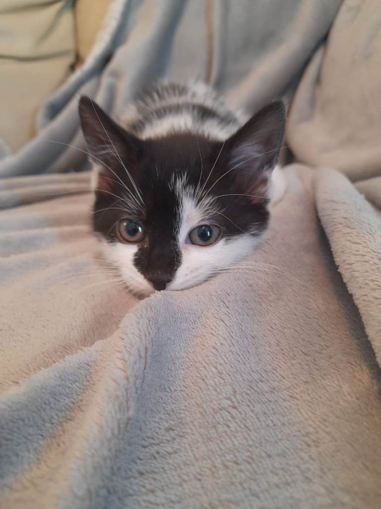 Kittens