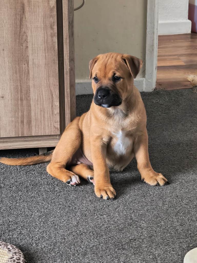 11 week old female puppy 