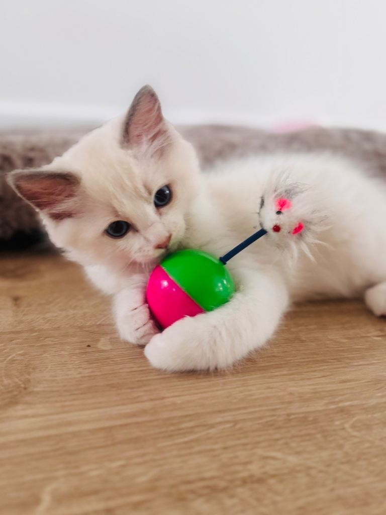 Stunning Bi-Colour Ragdoll Kittens – 7 Available  