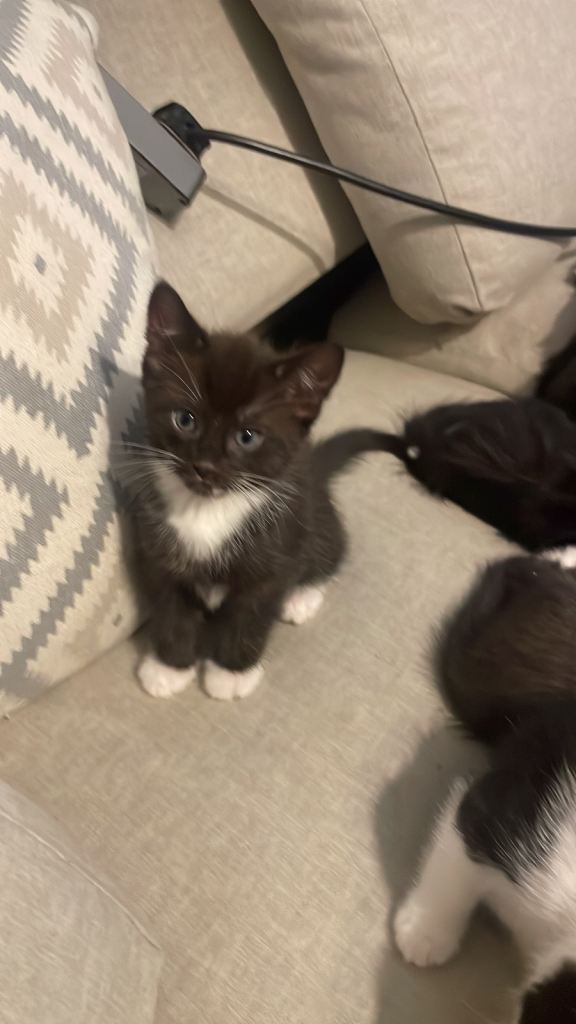 Cute kitties mix ragdoll