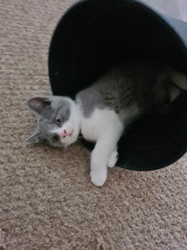 Bicolour British shorthair Kittens in Bristol