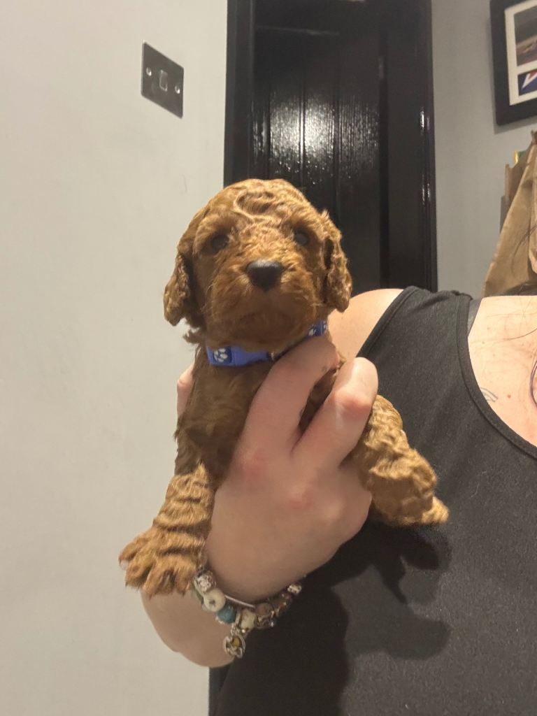 10 F1b cockapoos for sale 2 females left!