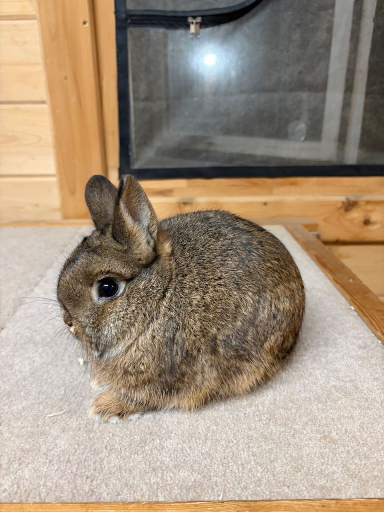 Beautiful Pure Bred Netherland Dwarfs