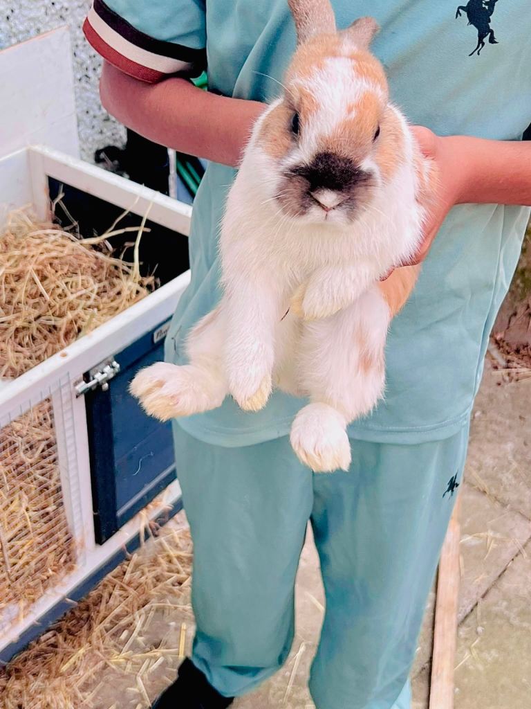 Rabbits
