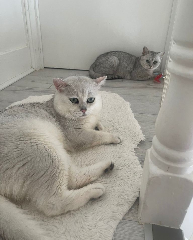 Pedigree British Short Hair Kittens