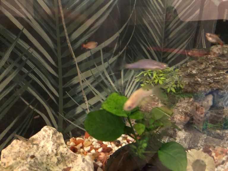 50x25x36cm glass aquarium, equipment and 4 Danios