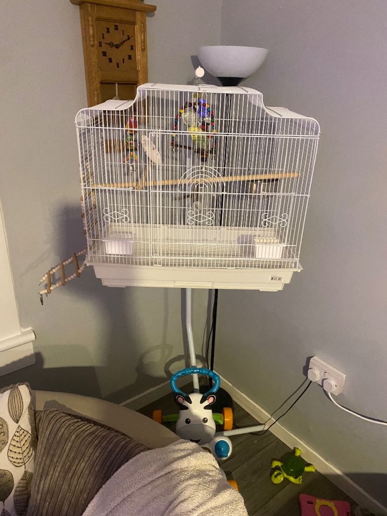 Budgie cage 