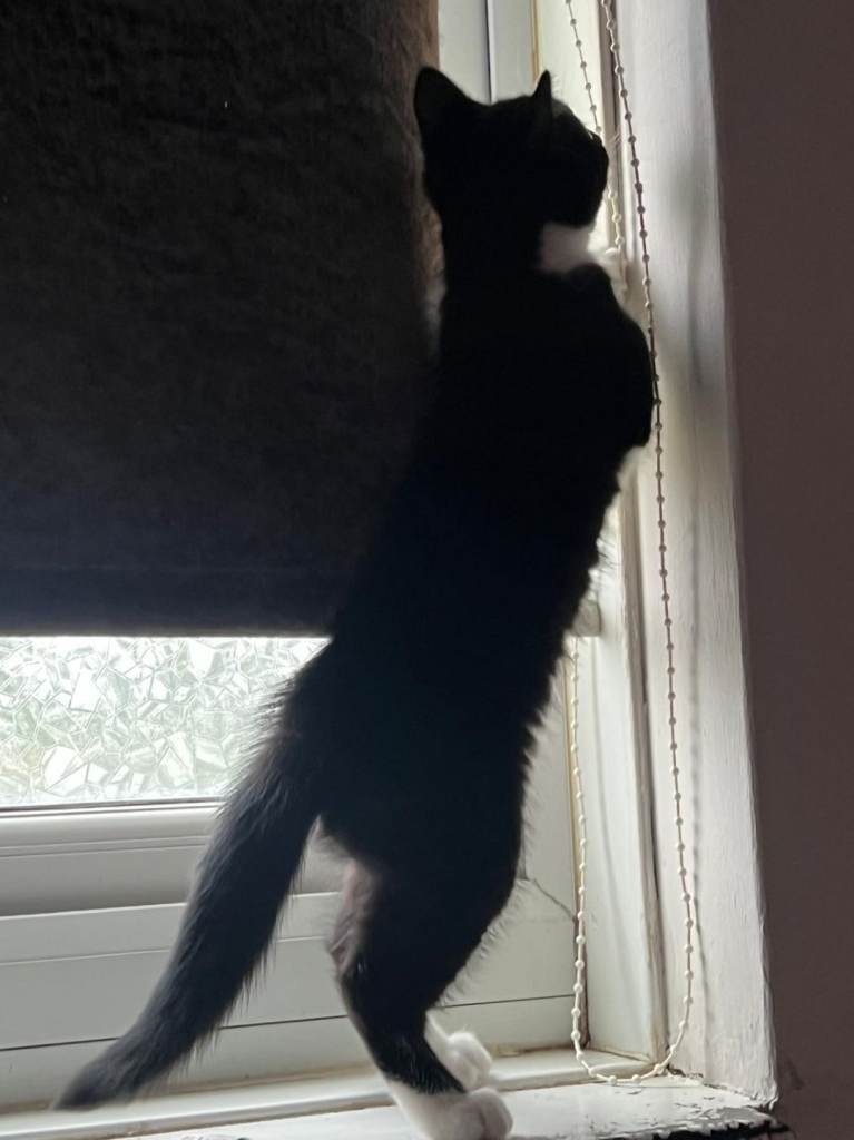 5 month kitten looking for new home