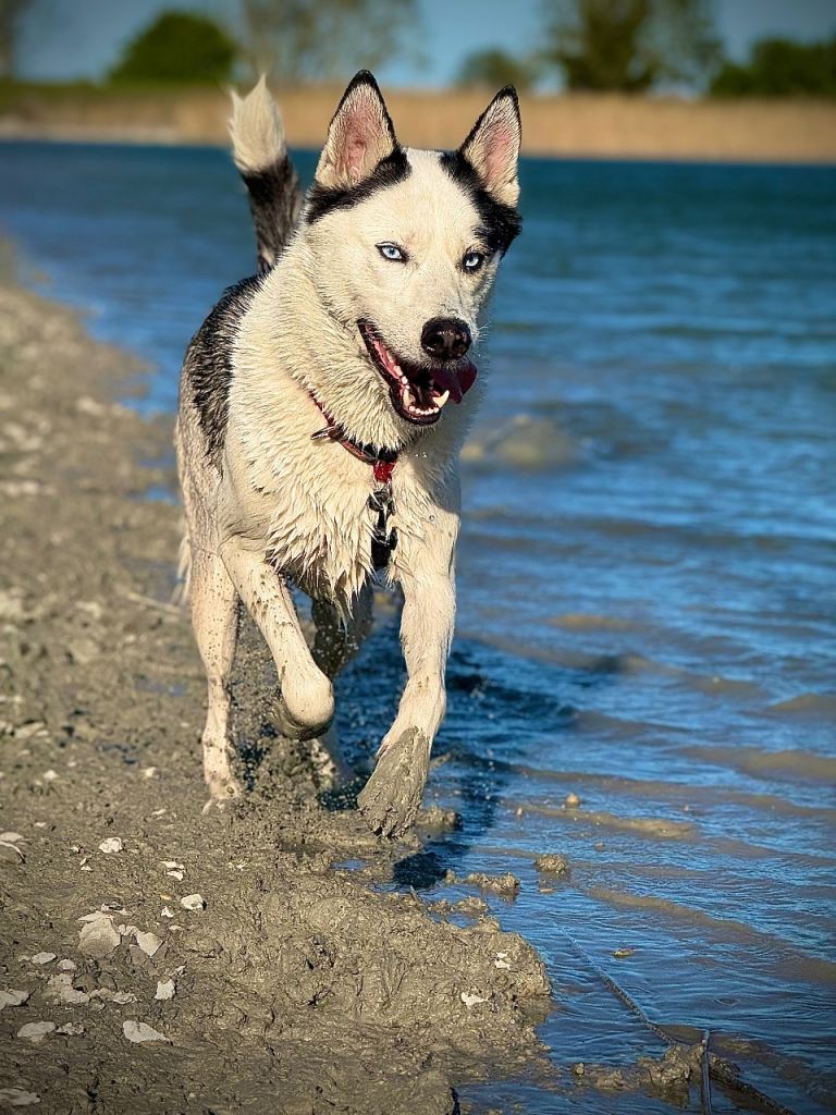 Huskie 