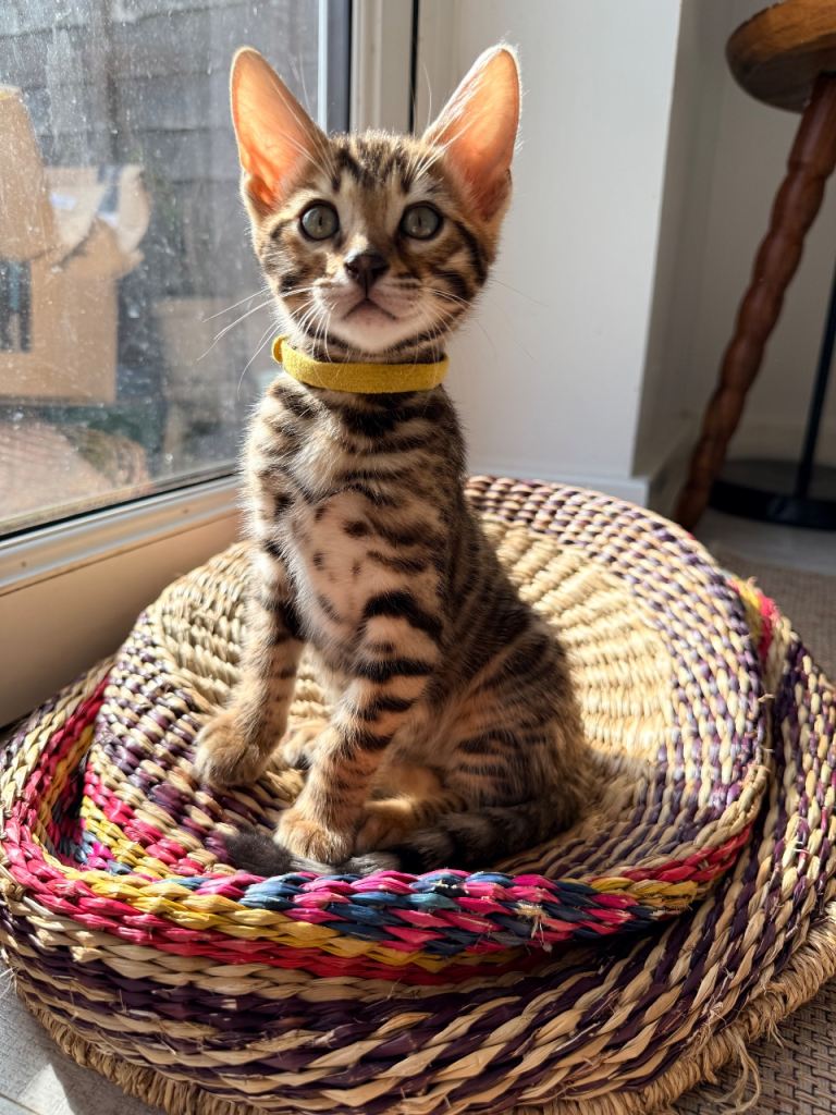 Stunning Bengal Kittens – Home Raised & Beautiful