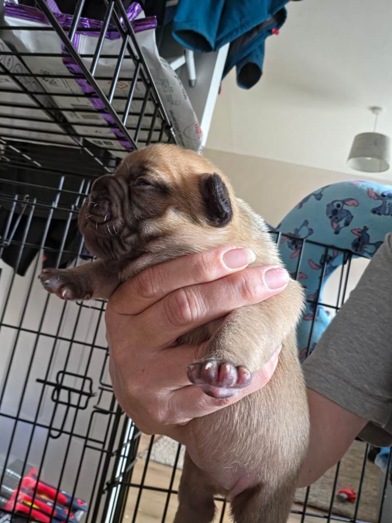 French bulldog puppies
