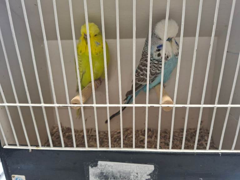 Exhibition budgies for sale 