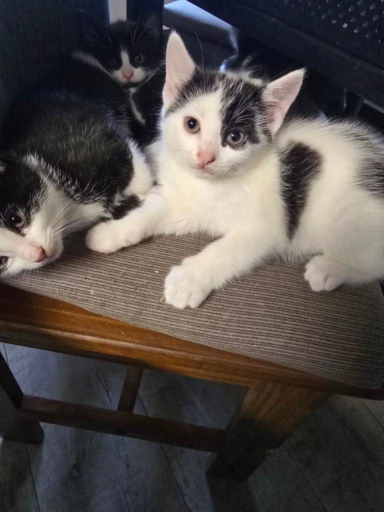 Kittens 