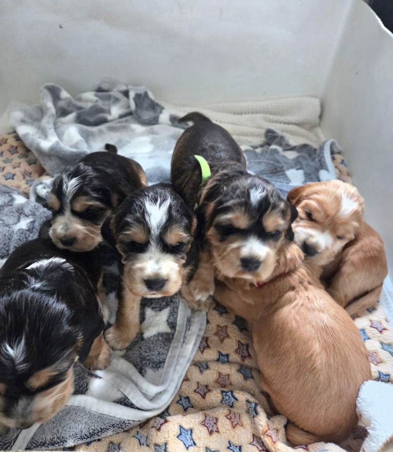 Stunning Sprocker puppies