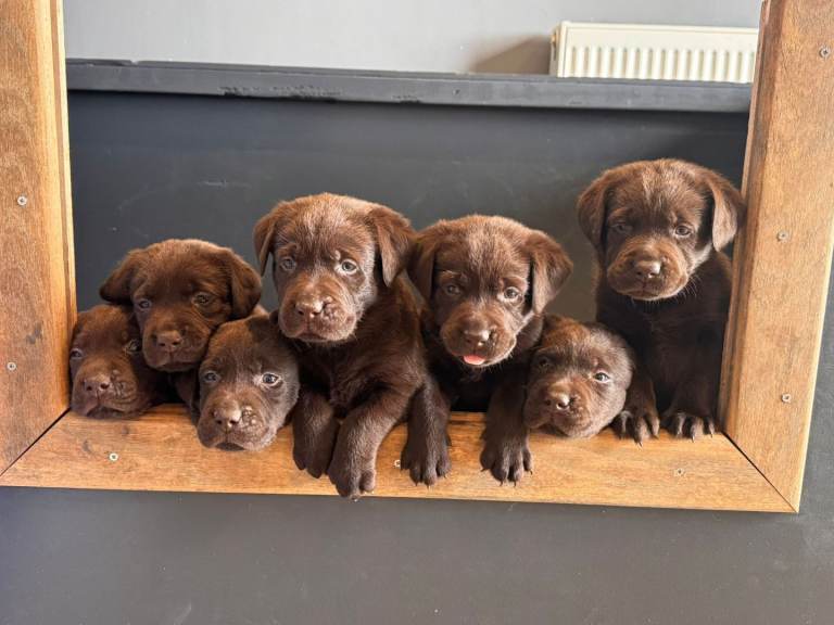 Chunky Chocolate labrador puppies.