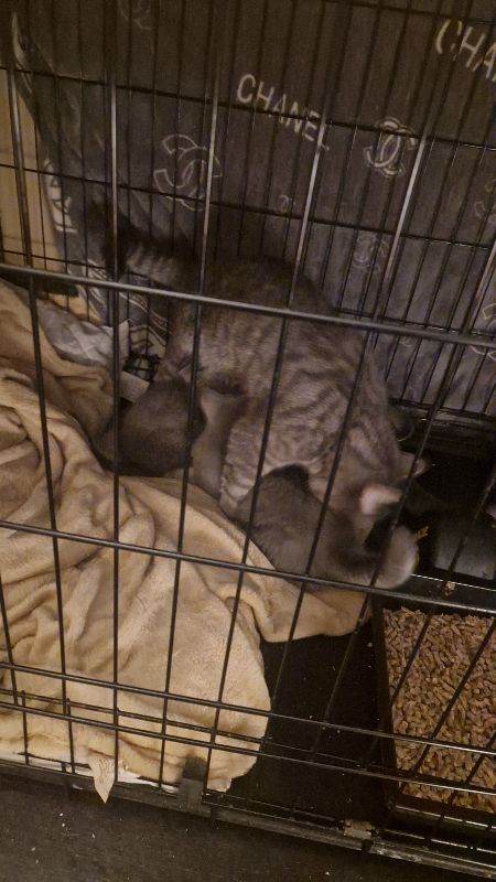 full pedigree blue shorthairs