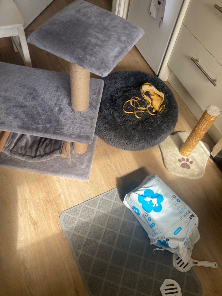 FREE Loads of essential Kitten/Cat accessories package at bargain price