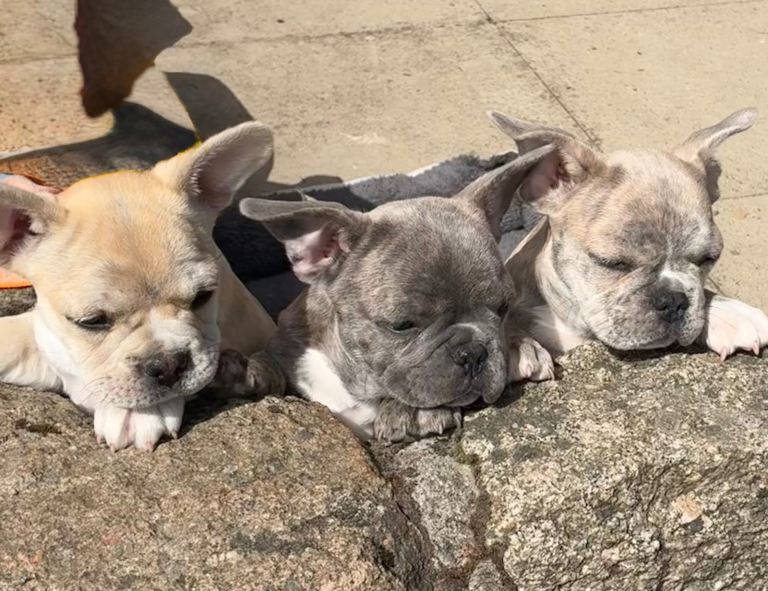 3 Frug babies ready to love 