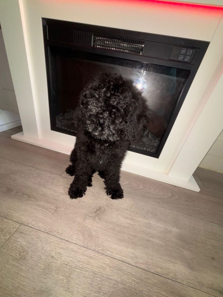 Cavapoo girl 