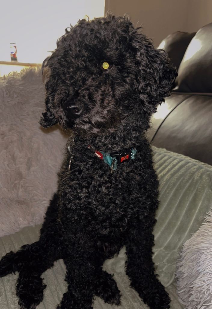 image for Toy poodle