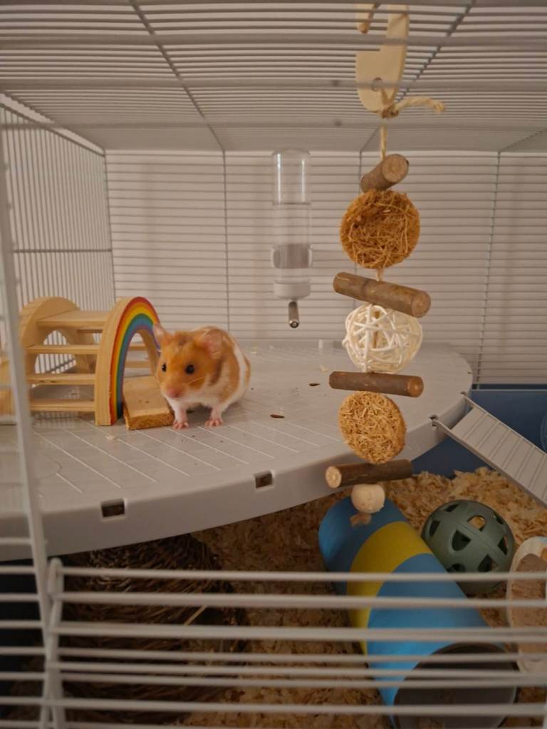 Syraine hamster