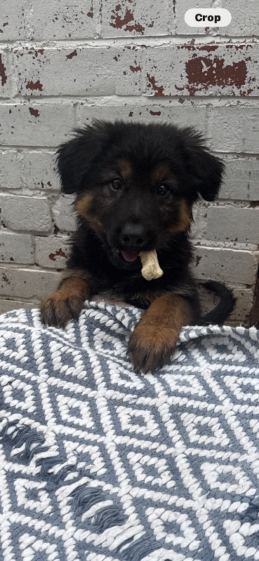 German shepherd puppies 
