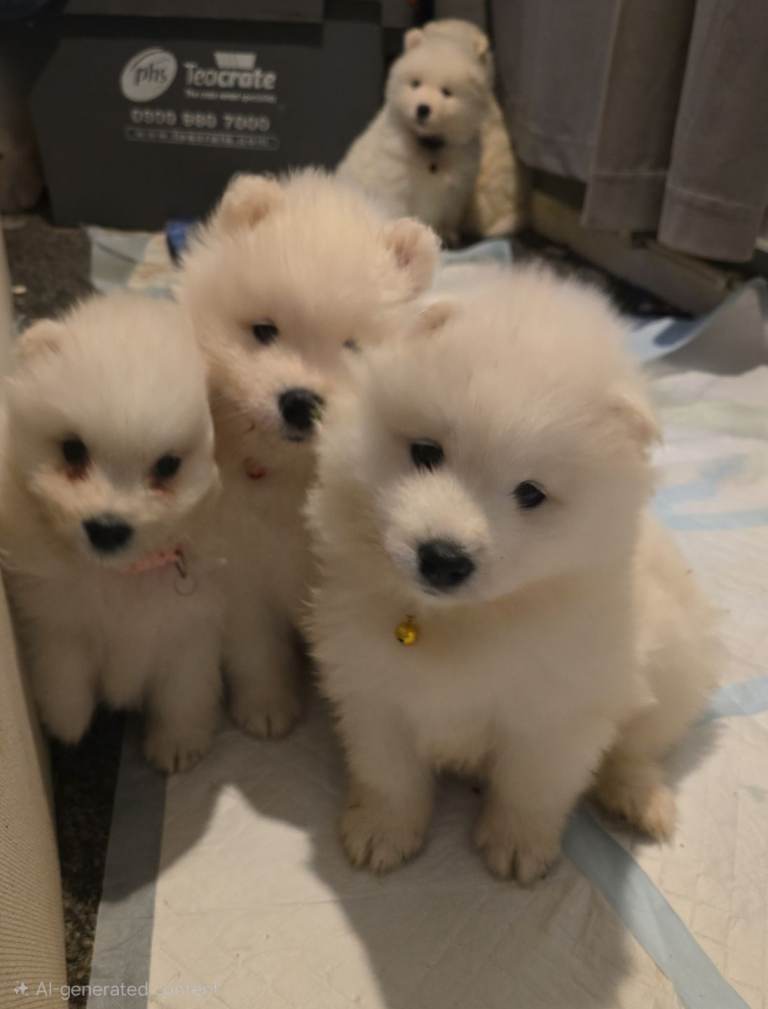 Registered samoyed puppies 