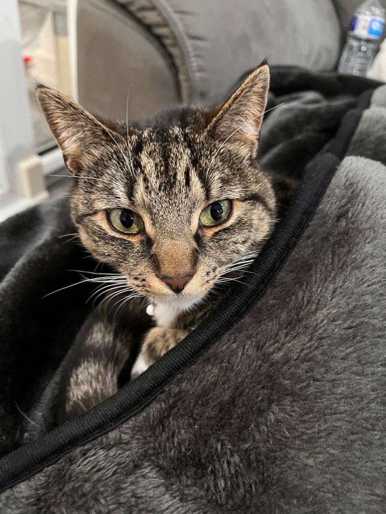 Beautiful cat looking for a new home