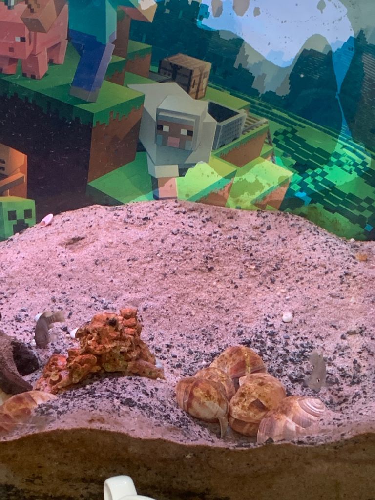 Shell dweller Cichlids  