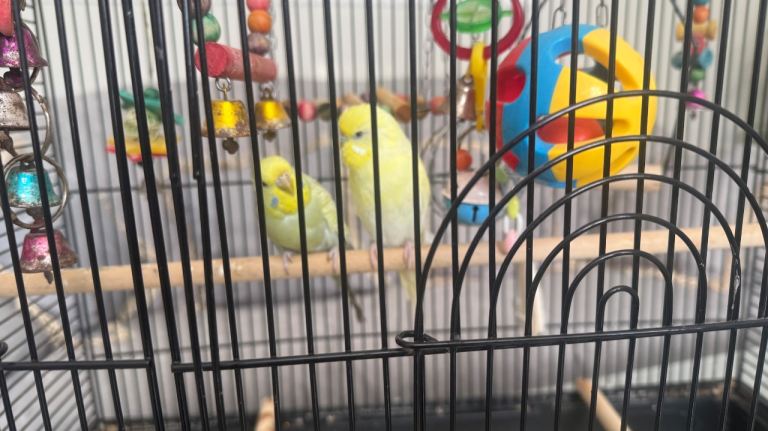 Budgies for sale 