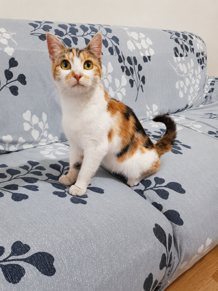 Female Kitten £100 & Mama Cat £60 - Ready for Their Forever Homes - Super Friendly - Great with Kids