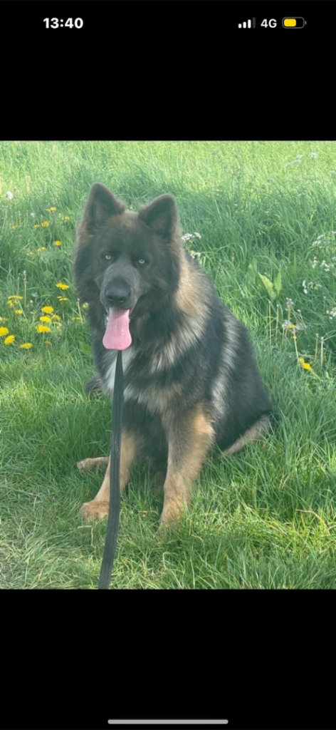 Kc blue german shepherd 