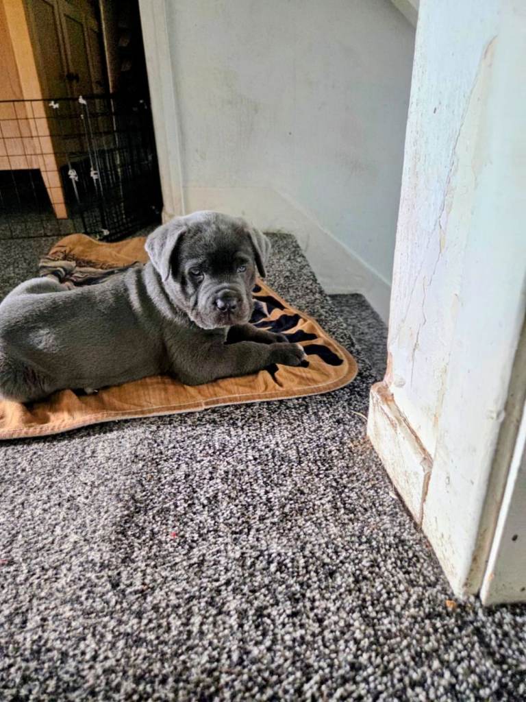 8 Beautiful Cane Corso Pups looking for forever homes!